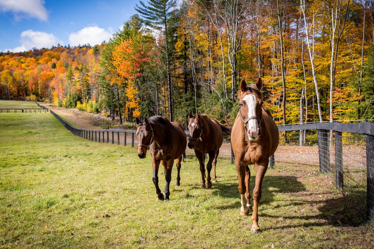 The Importance of Tracking Racehorse Progress